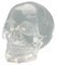 Translucent Resin Skull
